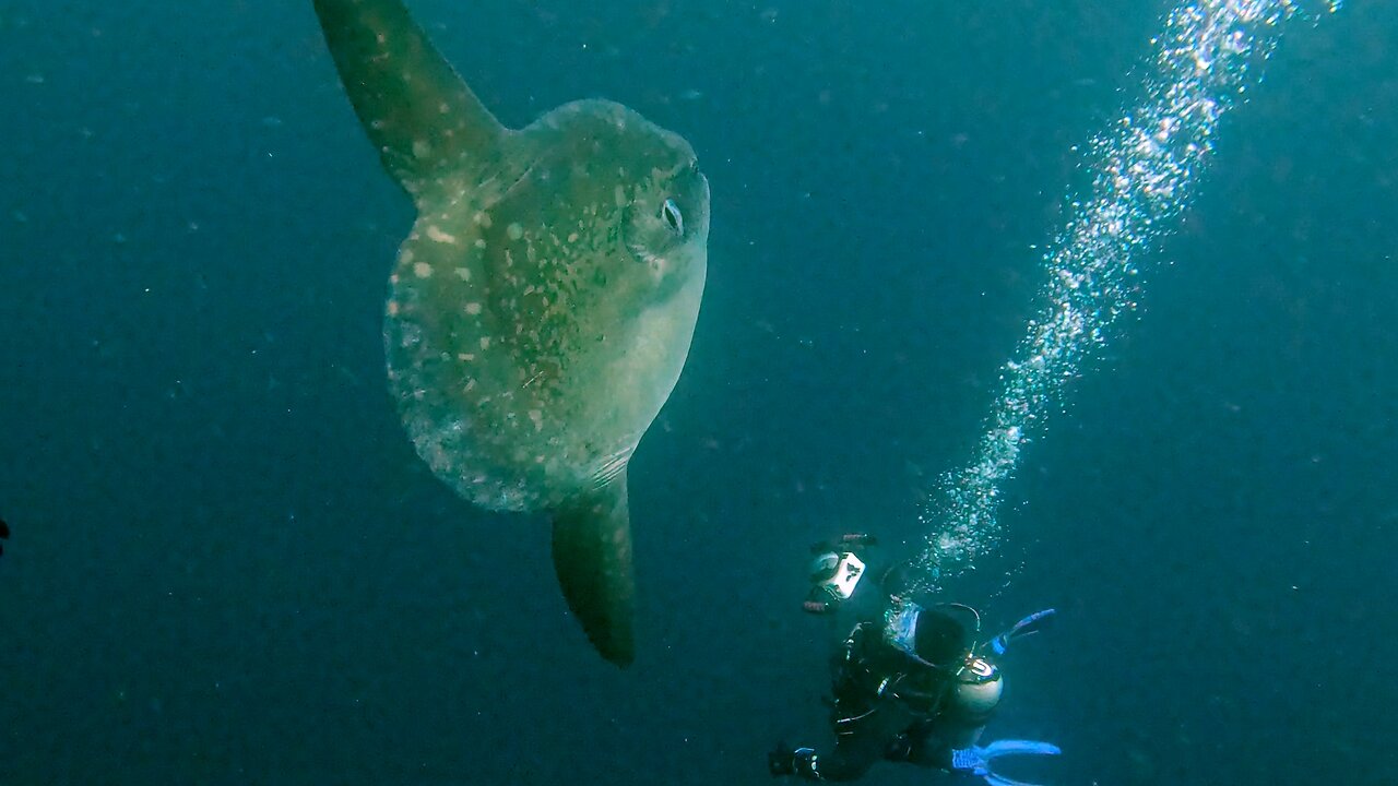 Mola Mola, the Worlds Freakiest Fish