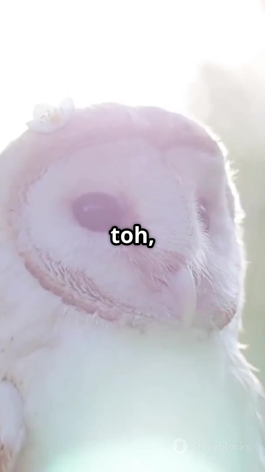 Nature की Superpower! 🦉 | उलà¥à¤²à¥‚ की गरà¥à¤¦à¤¨ का राज़ | Animal Fact for Kids #shorts