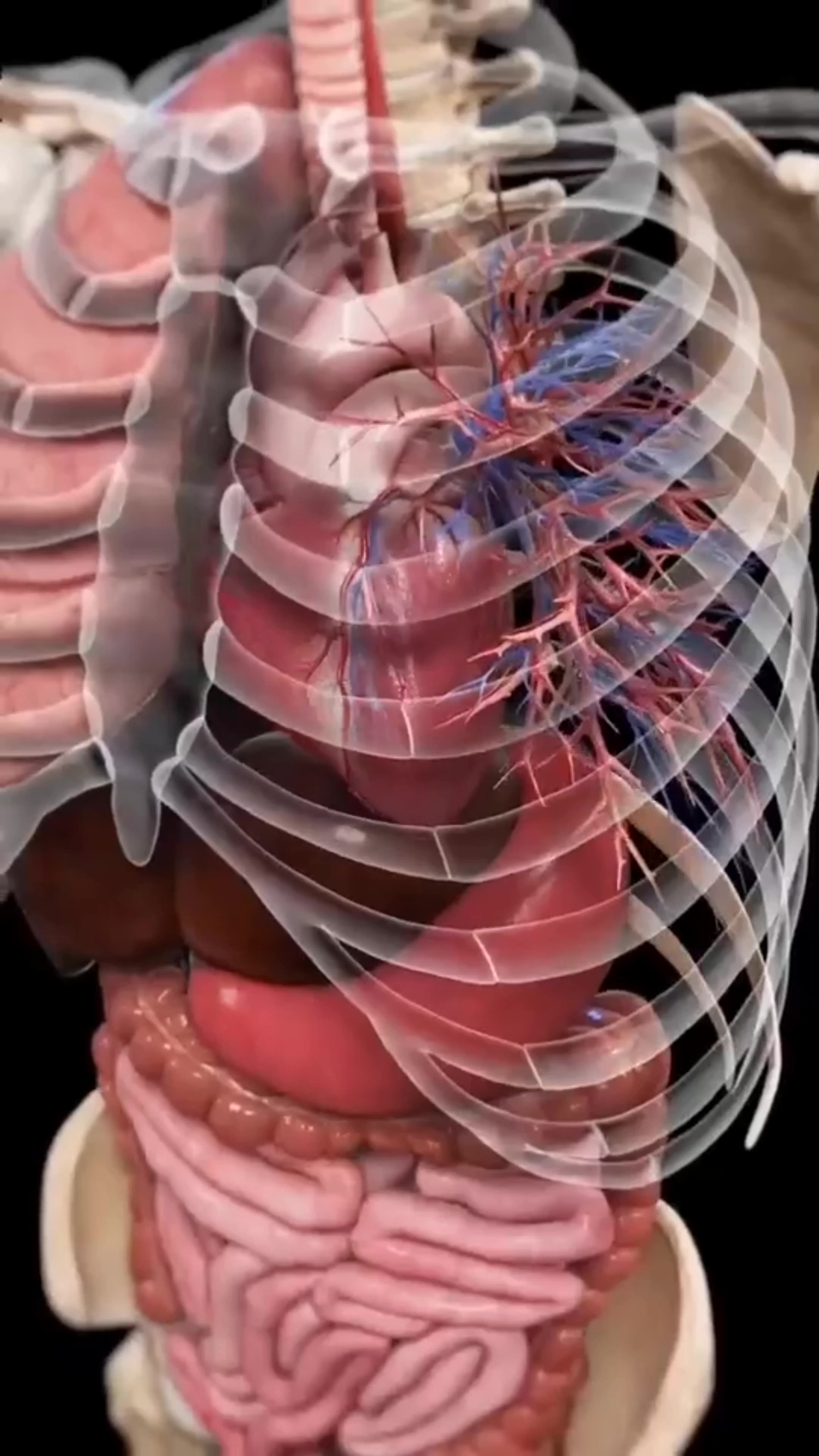 Human breath without lungs? Science says it’s possible!