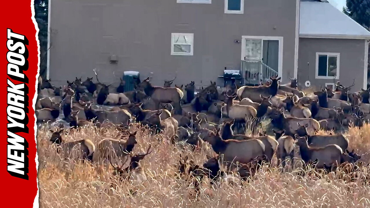 Elk invasion!: Colorado familys backyard swarmed by massive herd