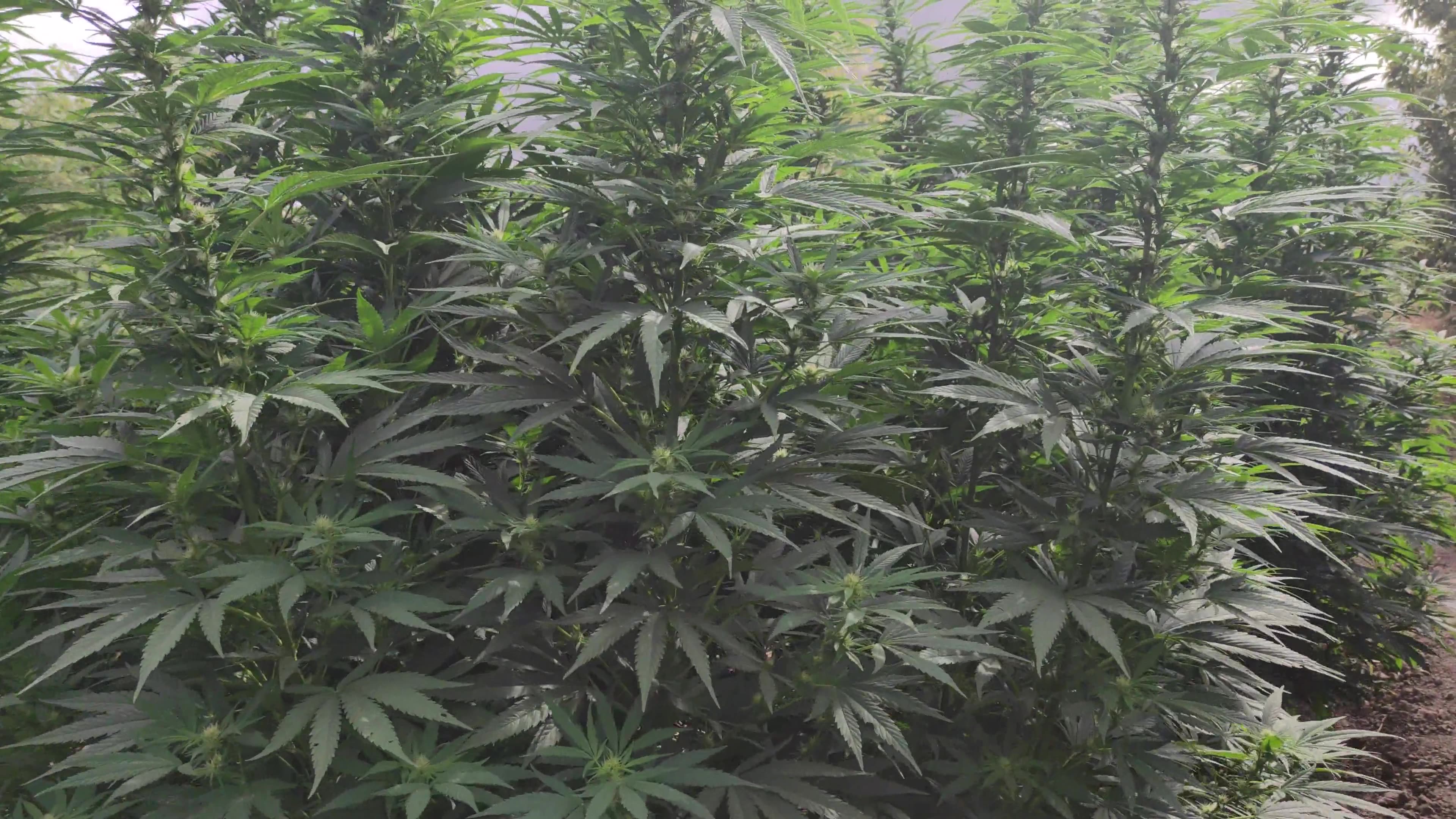Weed Field