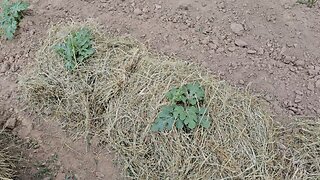 🍉Tip of the day!🍉