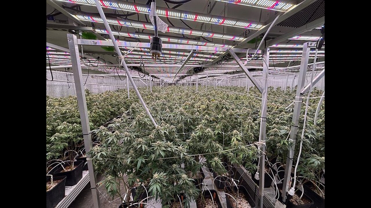 HUGE DRUG BUST IN CALIFORNIA DEA and ICE raided multiple illegal marijuana