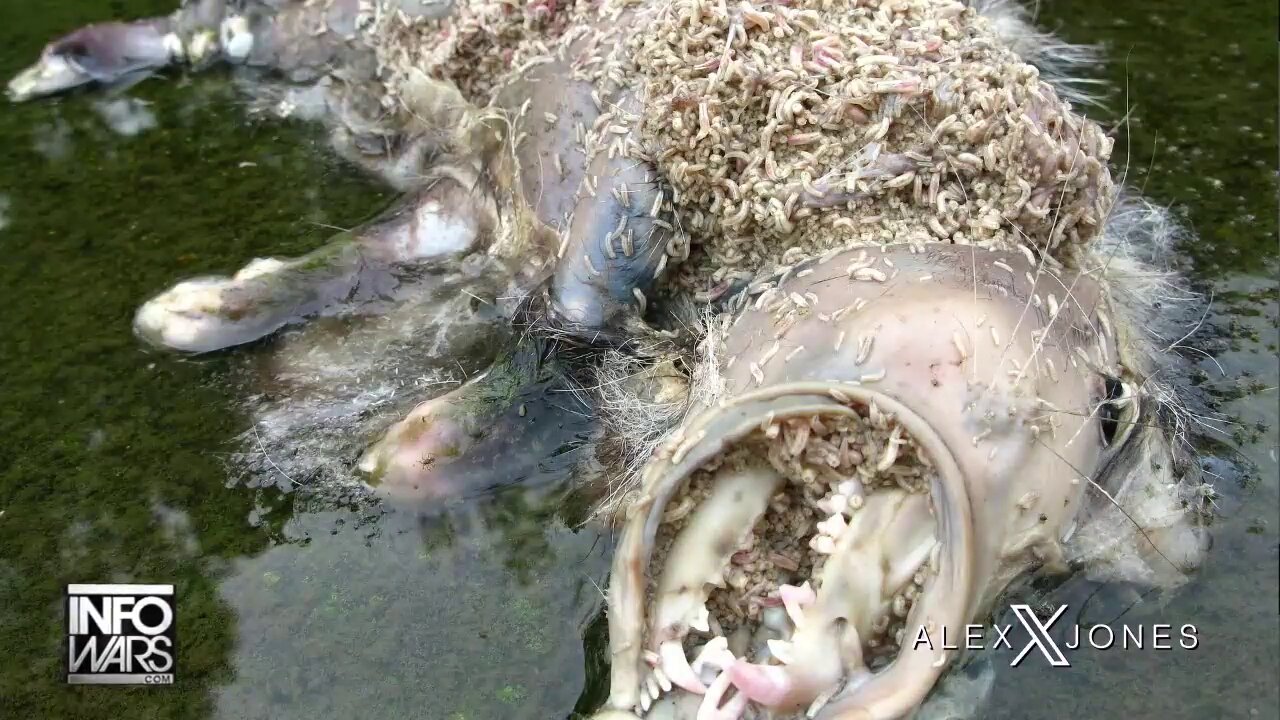 Its Simple: The Left Is A Maggot Covered Possum