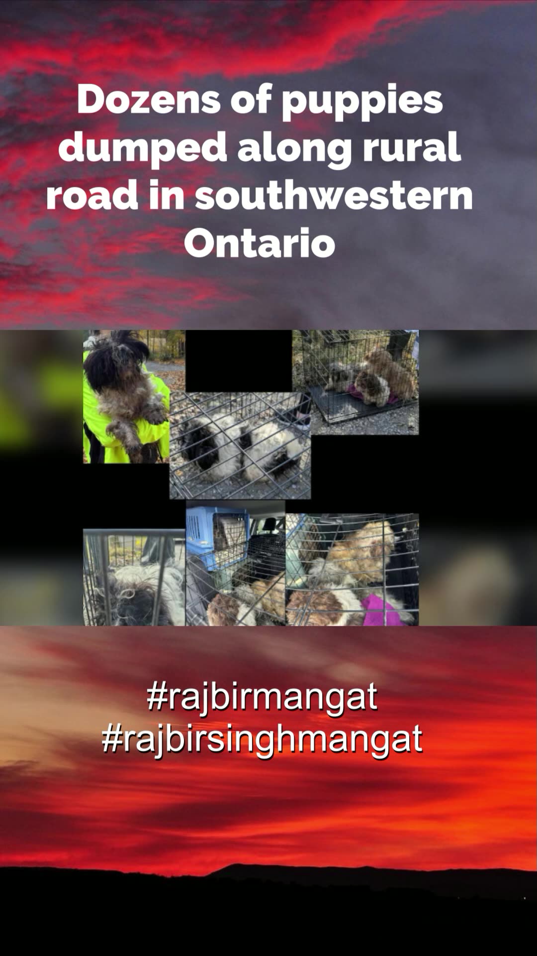Dozens of puppies dumped along rural road in southwestern Ontario