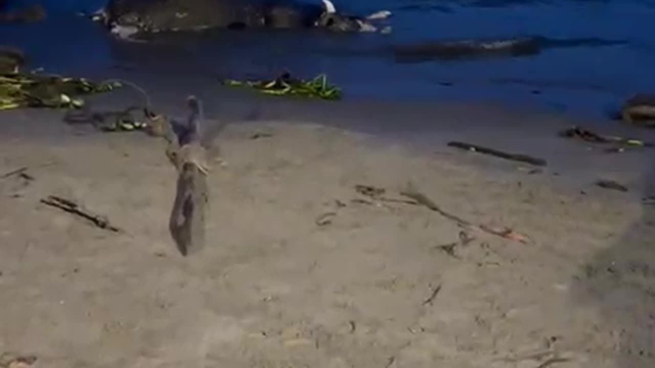 Vaca muerta en orilla de la playa de Castillogrande