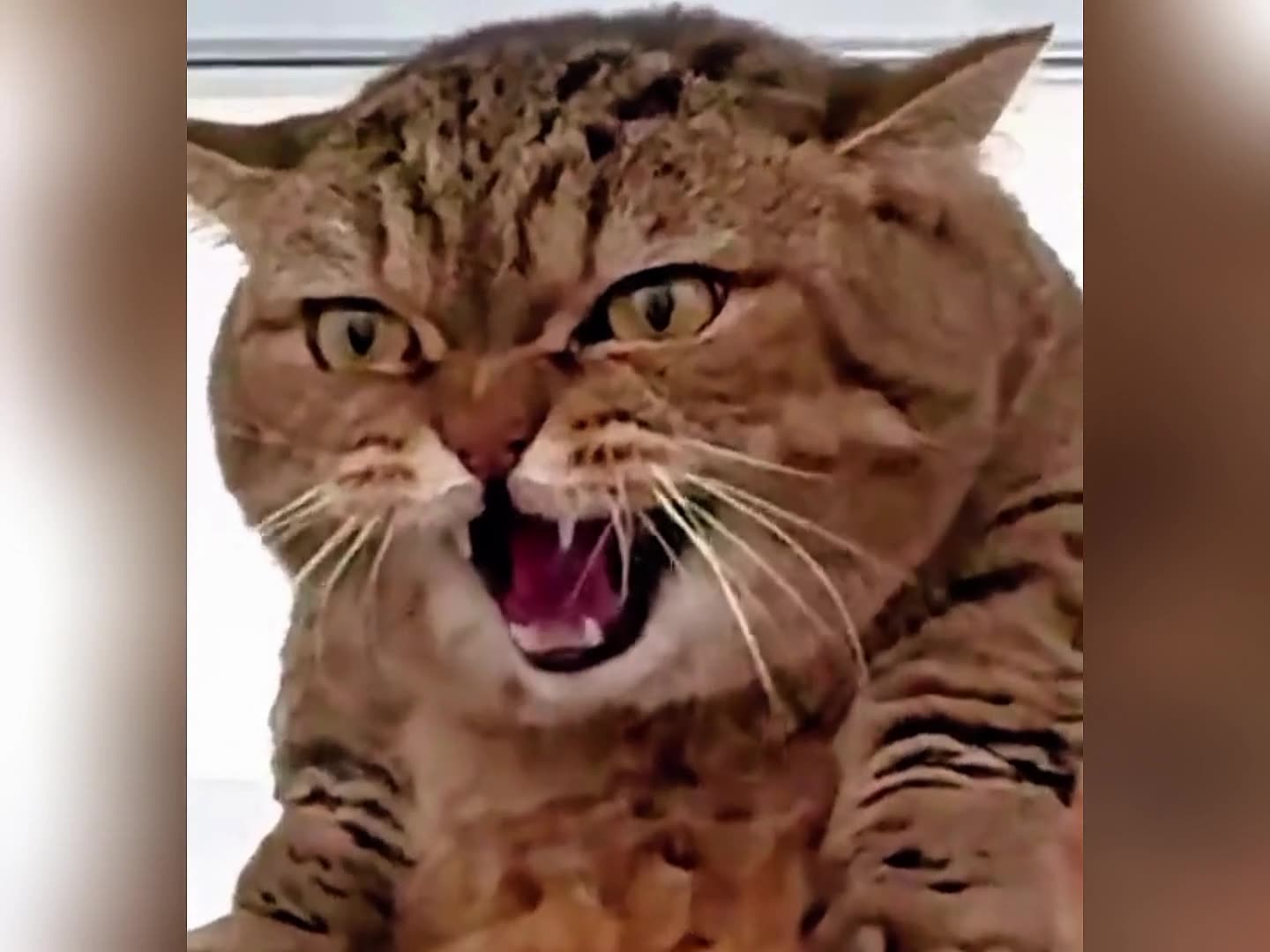 Hiss Mode Activated: The Chronicles of Angry Cats