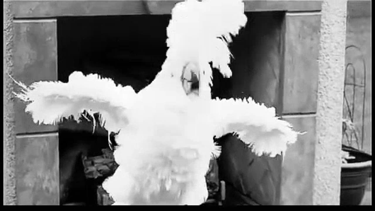 HEAD BANGER đPARROTS