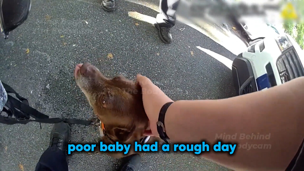 Chase and Cuffs: Multiple Offenses Caught on Camera Be careful who watches your loved animals
