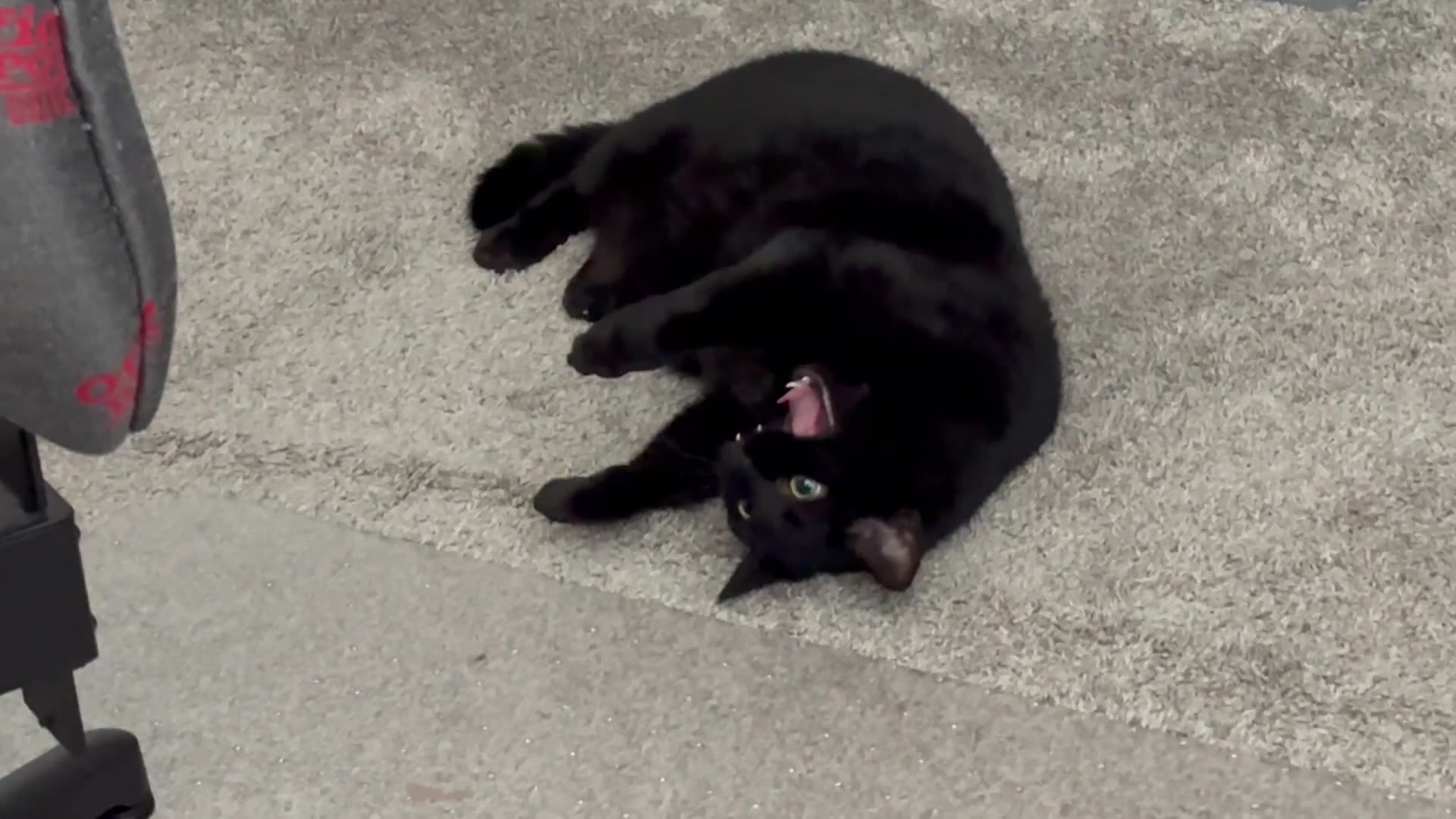 Cute Precious Piper Manages the Office While Grooming Herself - Adopting a Cat from a Shelter Vlog