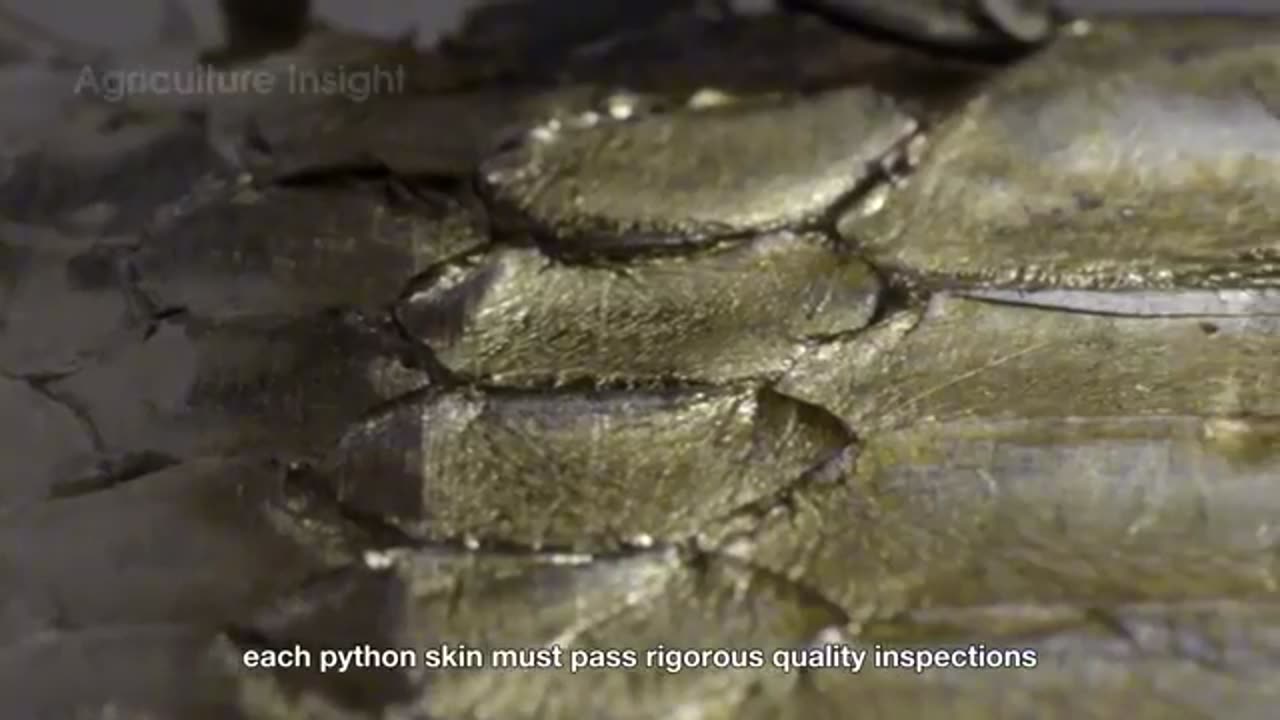 How Millions of Pythons Are Processed – Massive Python Farming For Skin, Meat & Fat