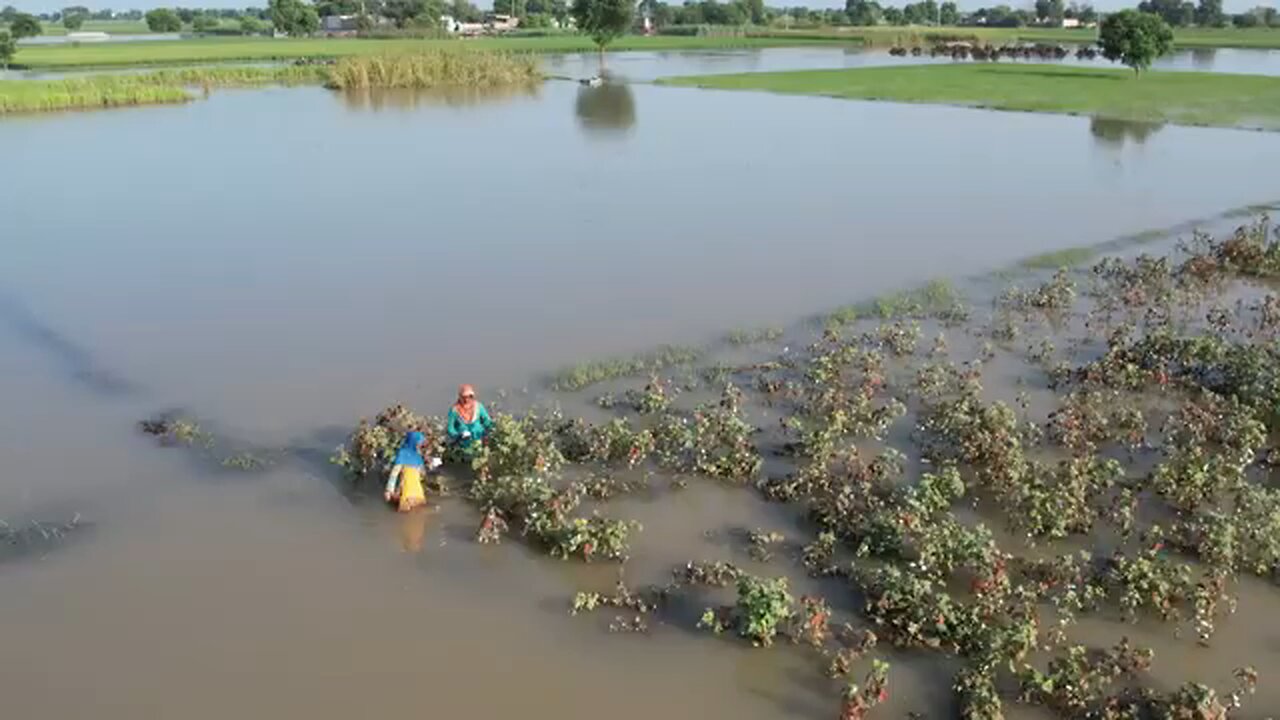 Floods and Cotton-picking women of Punjab: crop is gone but we still have to pay the debt