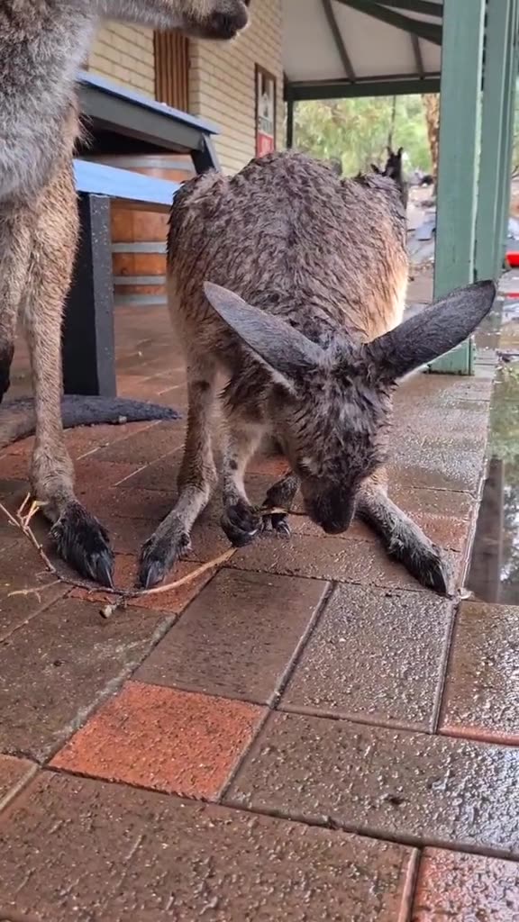 Kangaroo diaries only in Australia 🇦🇺