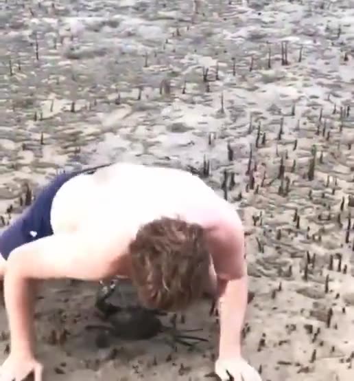 krabs