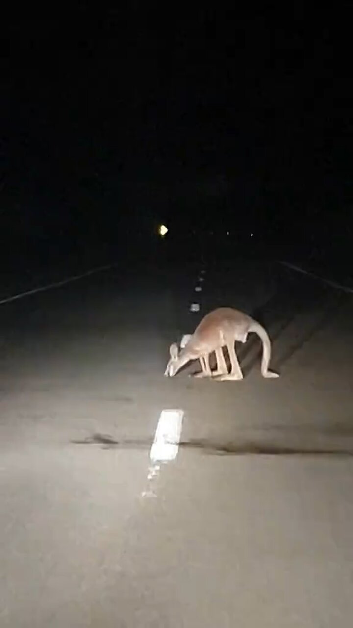 Australian kangaroo 🦘