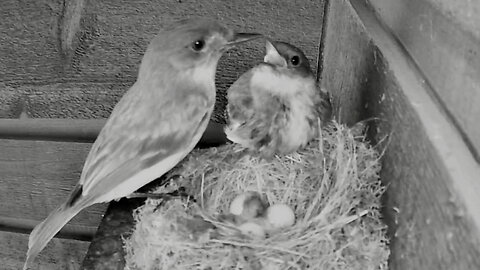 Mother and Father Bird Communicating