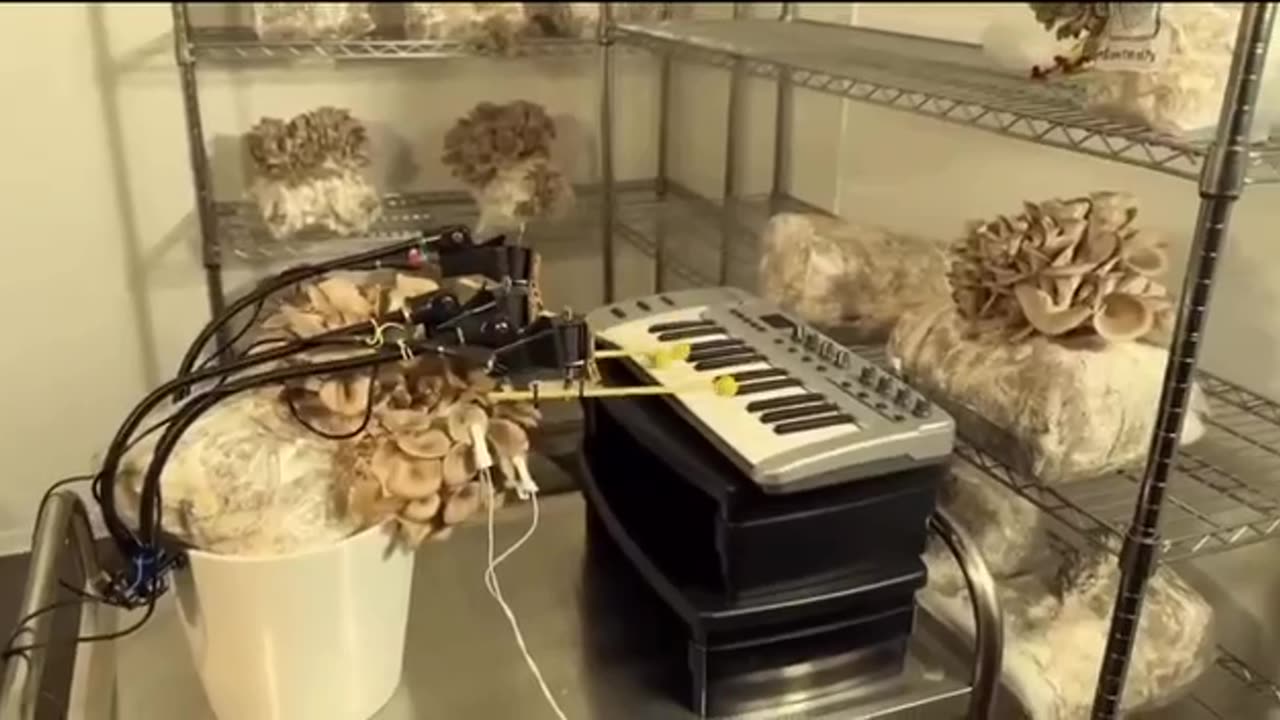 Engineers from the UK have taught mushrooms to play musical instruments