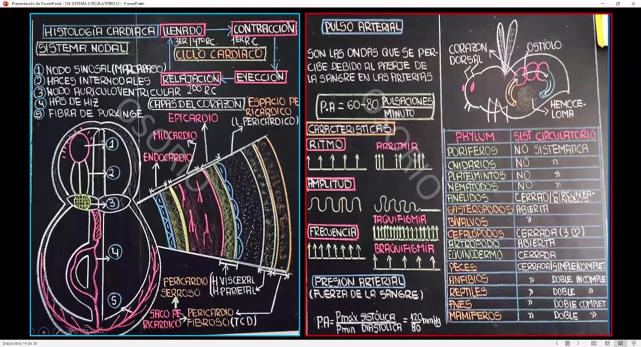 SAVIA REGULAR 2025 | Semana 06 | Anatomía
