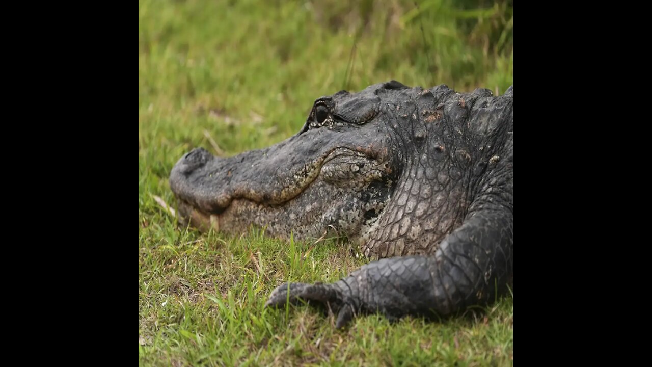 Fla. Building Alligator Alcatraz to Hold Illegals