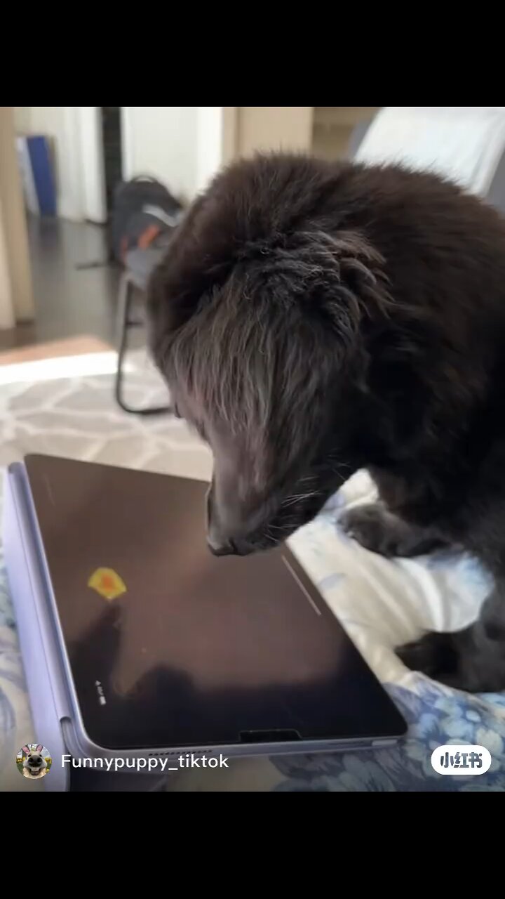 funny dogs