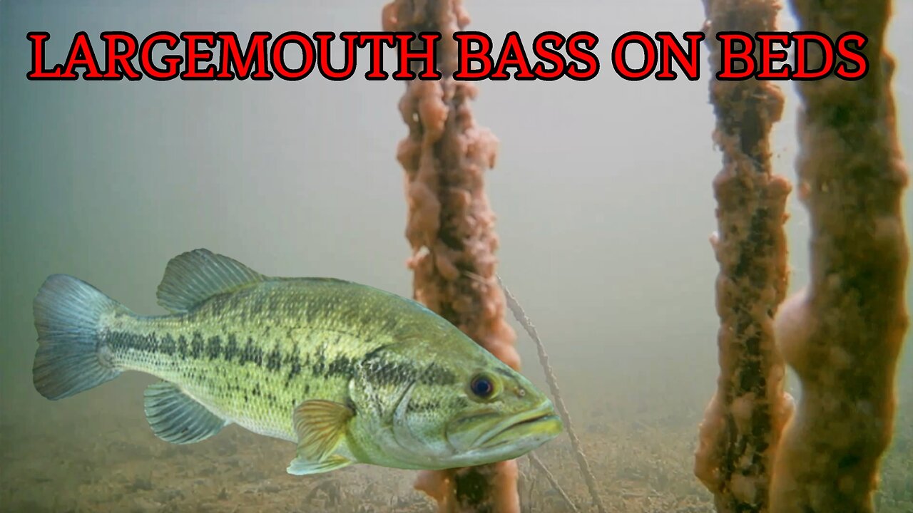 Largemouth Bass Bedding
