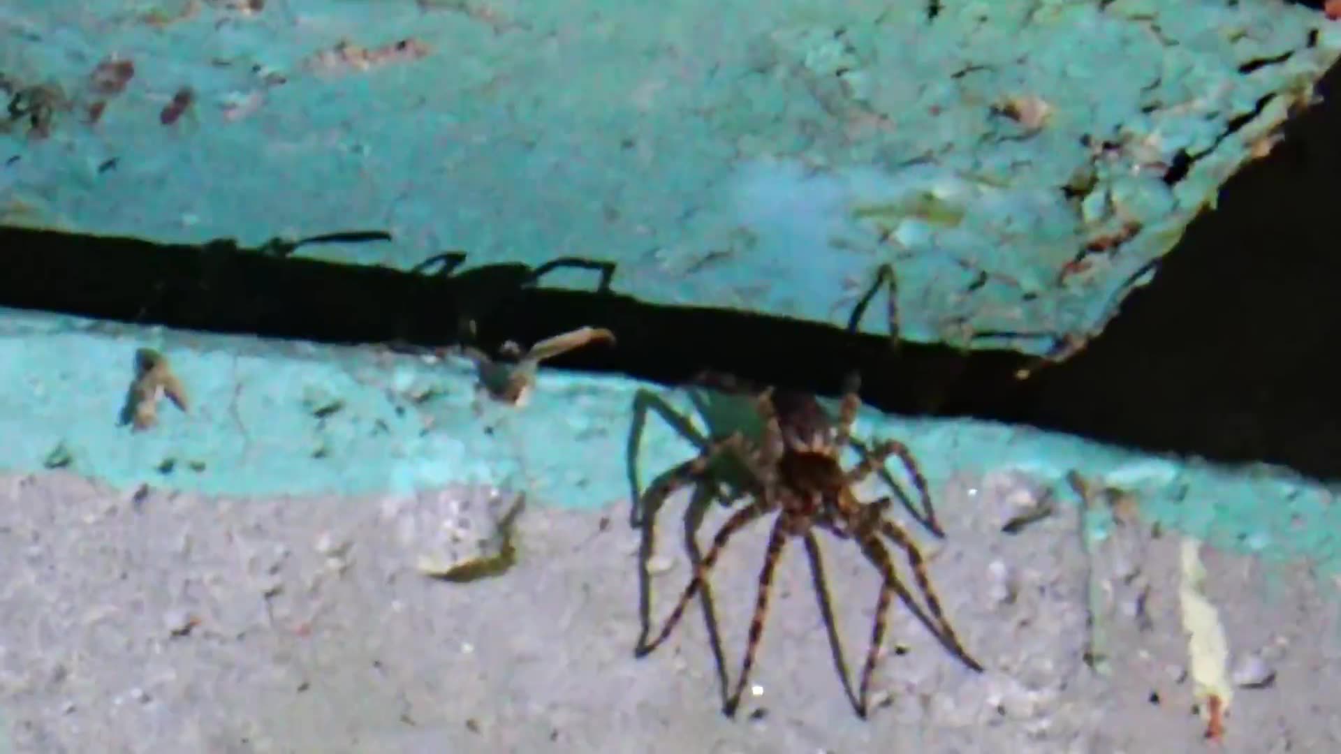 Water Spider