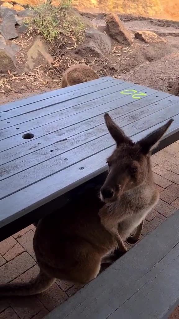 Kangaroo diaries only in Australia 🇦🇺