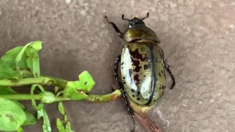 Have you seen a bigger bug?