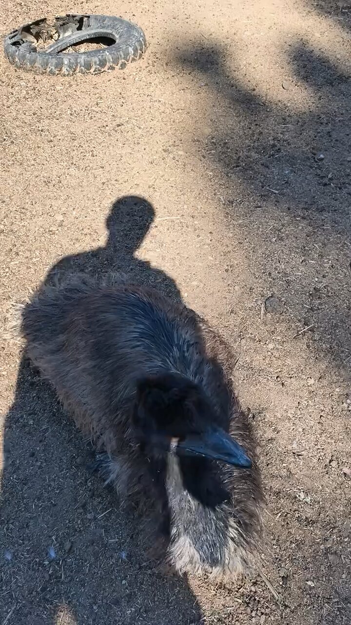 Australian emu bird