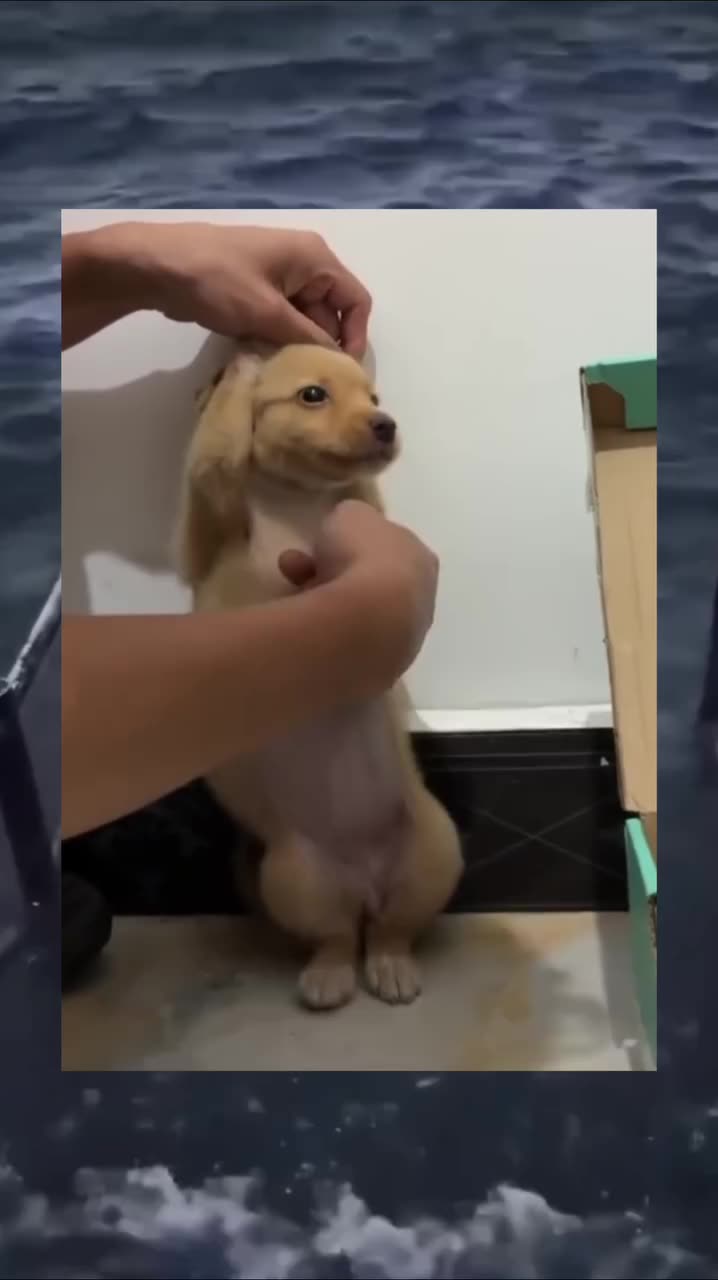 Tickle tickle