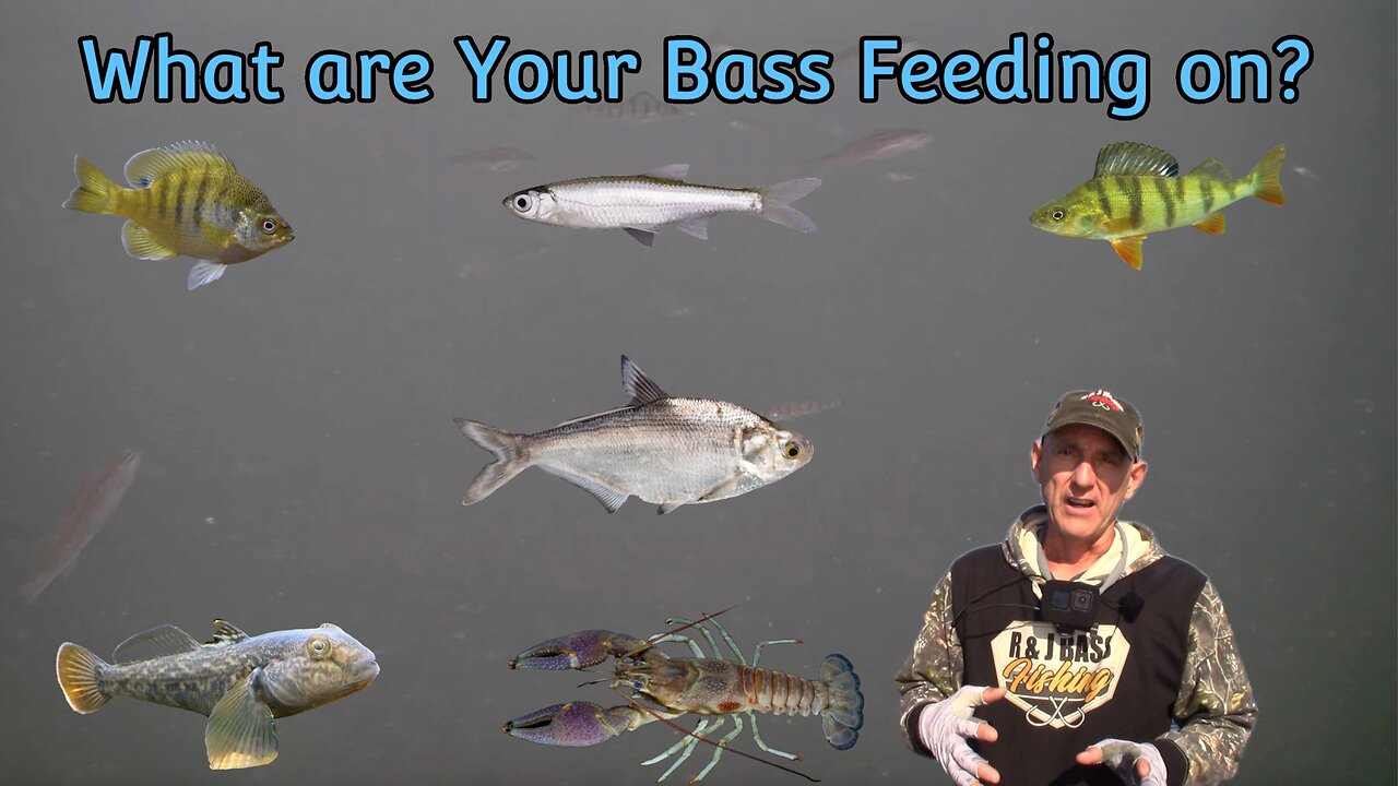 What are your Bass Targeting for Food?