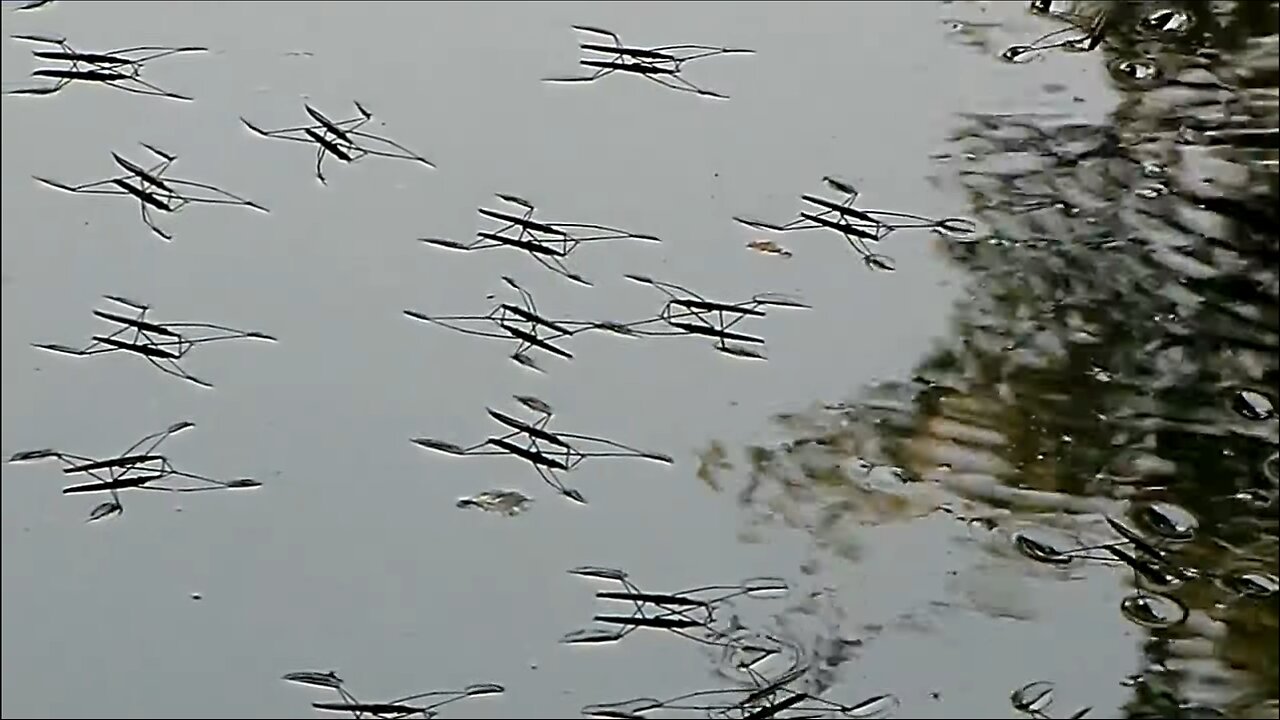 Gerridae Meme