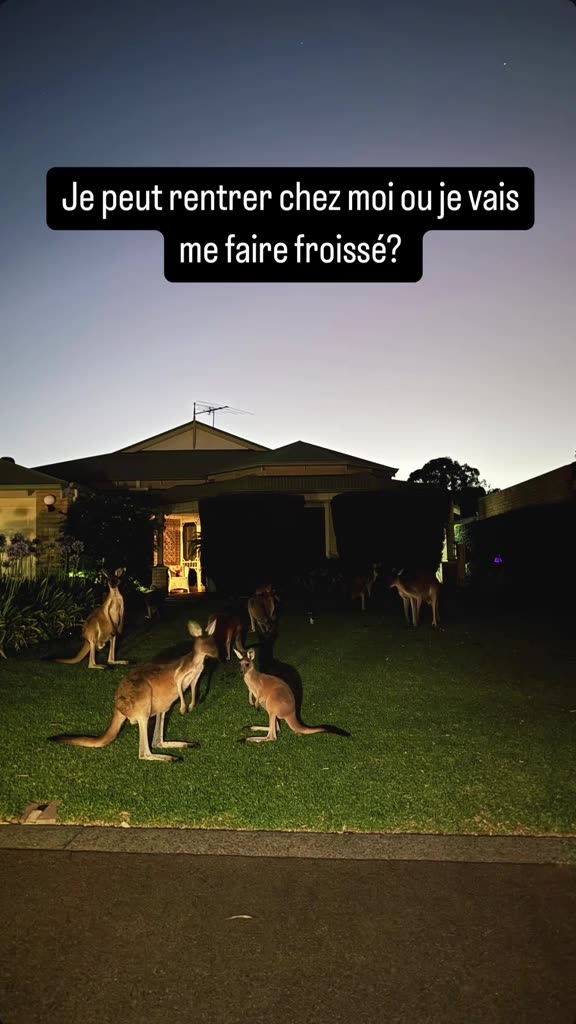Australian kangaroos 🦘