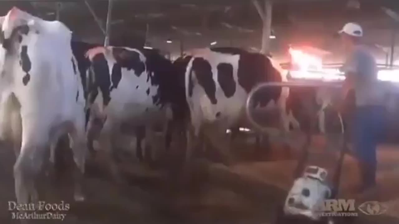 “Udder flaming is a dairy practice where a flame is briefly passed under cows to remove udder hair reducing bacteria & helping prevent mastitis