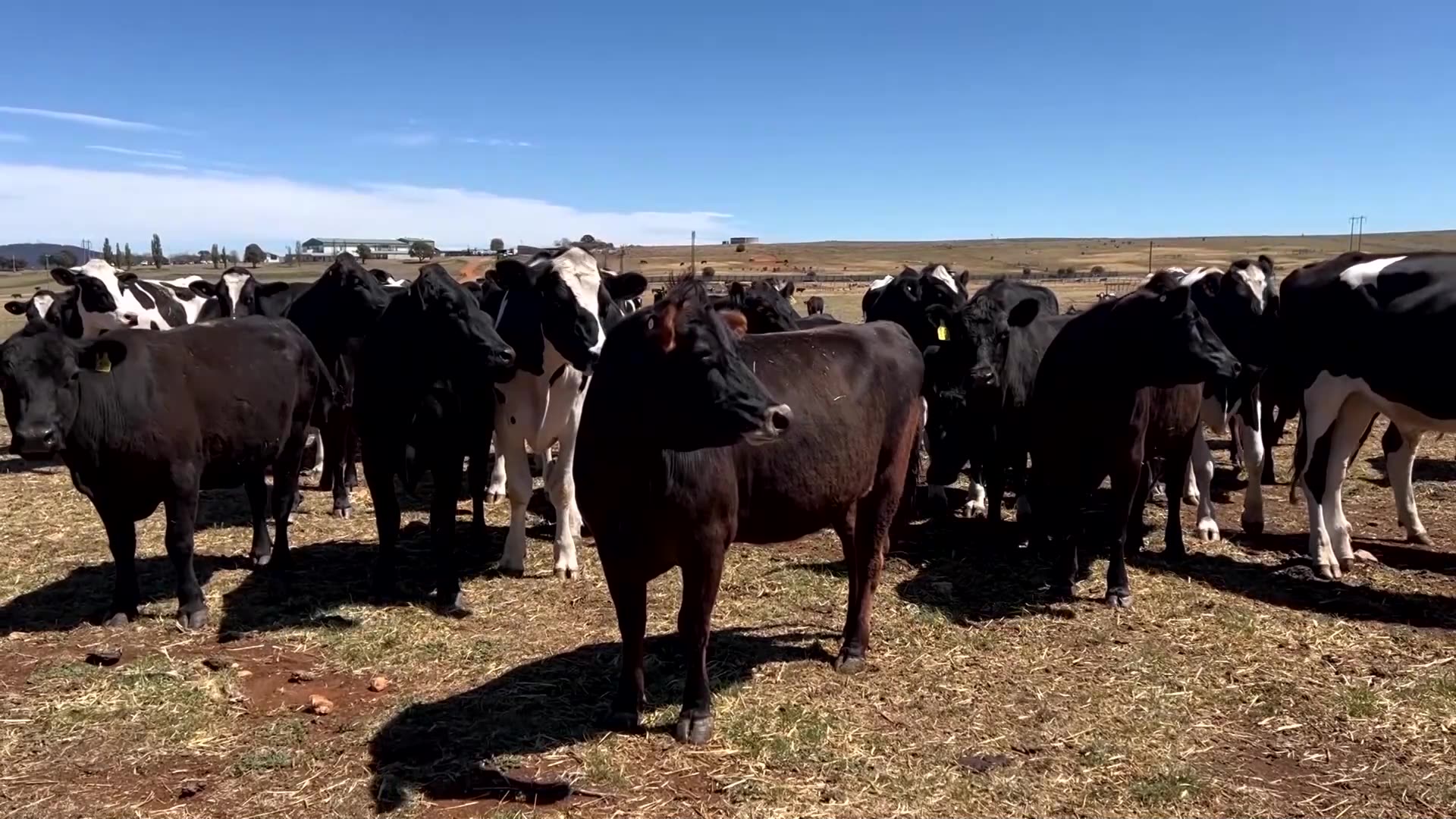 A good thing: Australia welcomes Trumps removal of beef tariffs