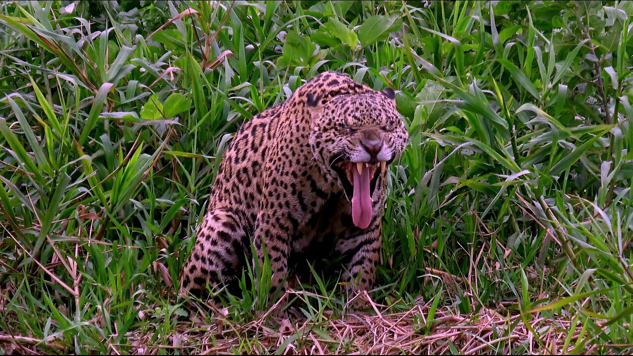 Tourists unintentionally come face to face with jaguar in Brazils Pantanal