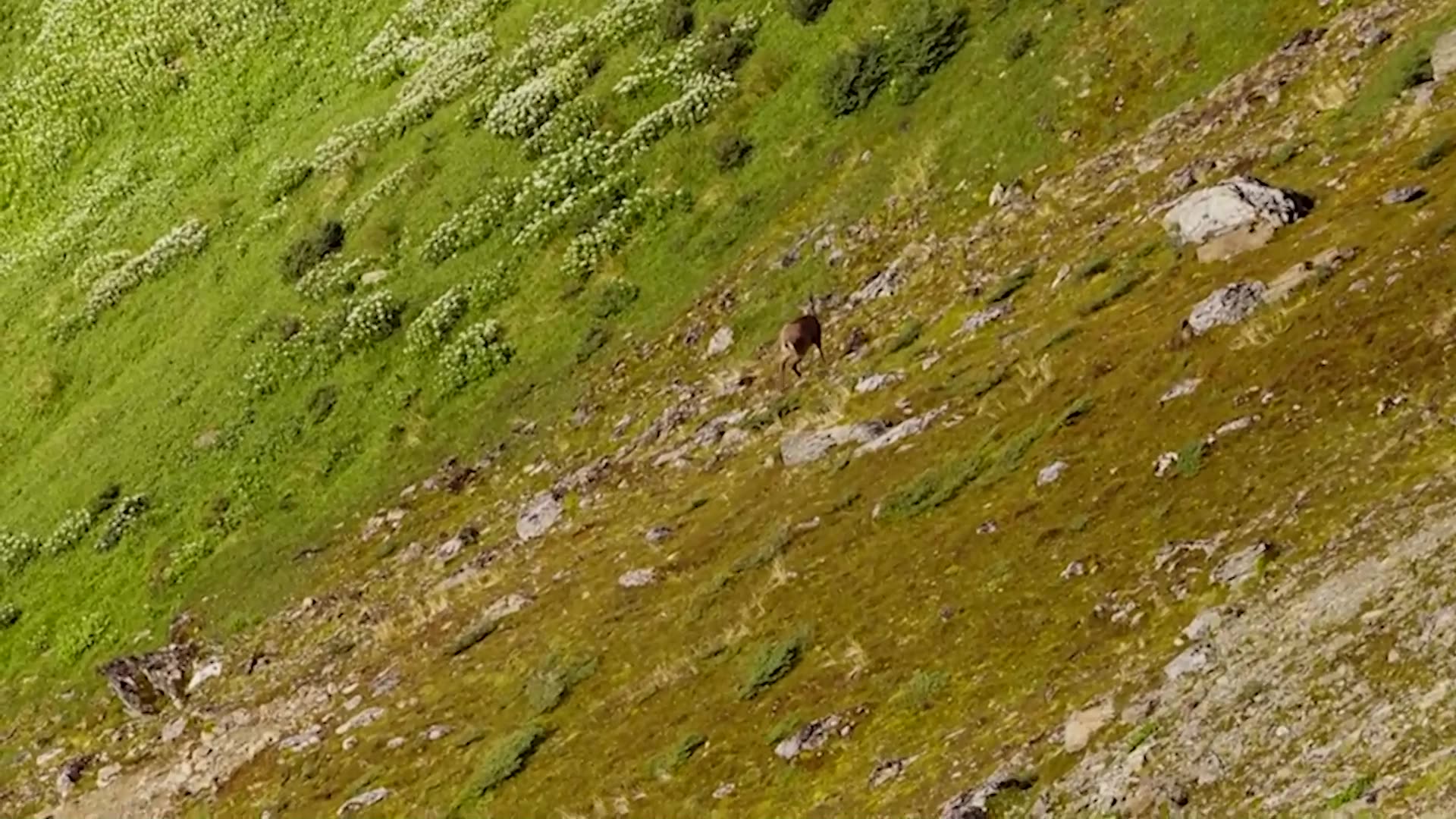 Rare endangered deer have been spotted in southern Patagonia