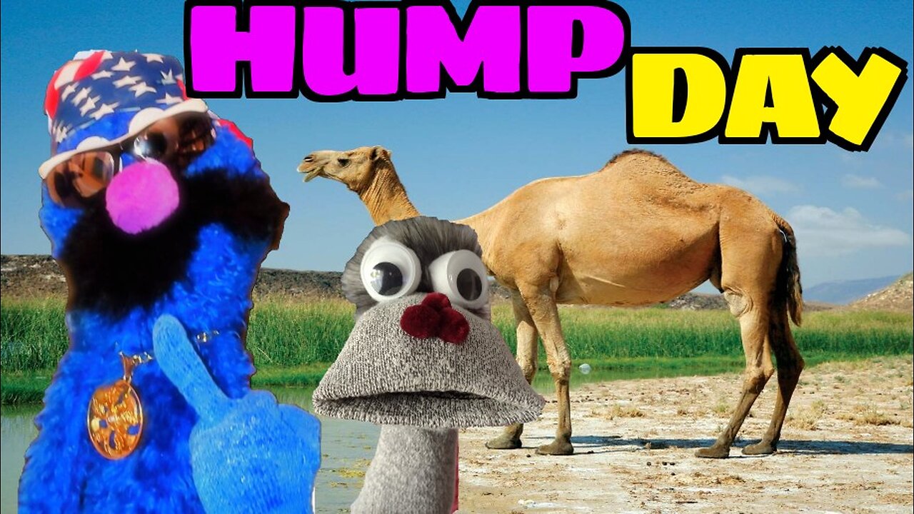 Hump Day | The Mid Week Go To Show For Fun