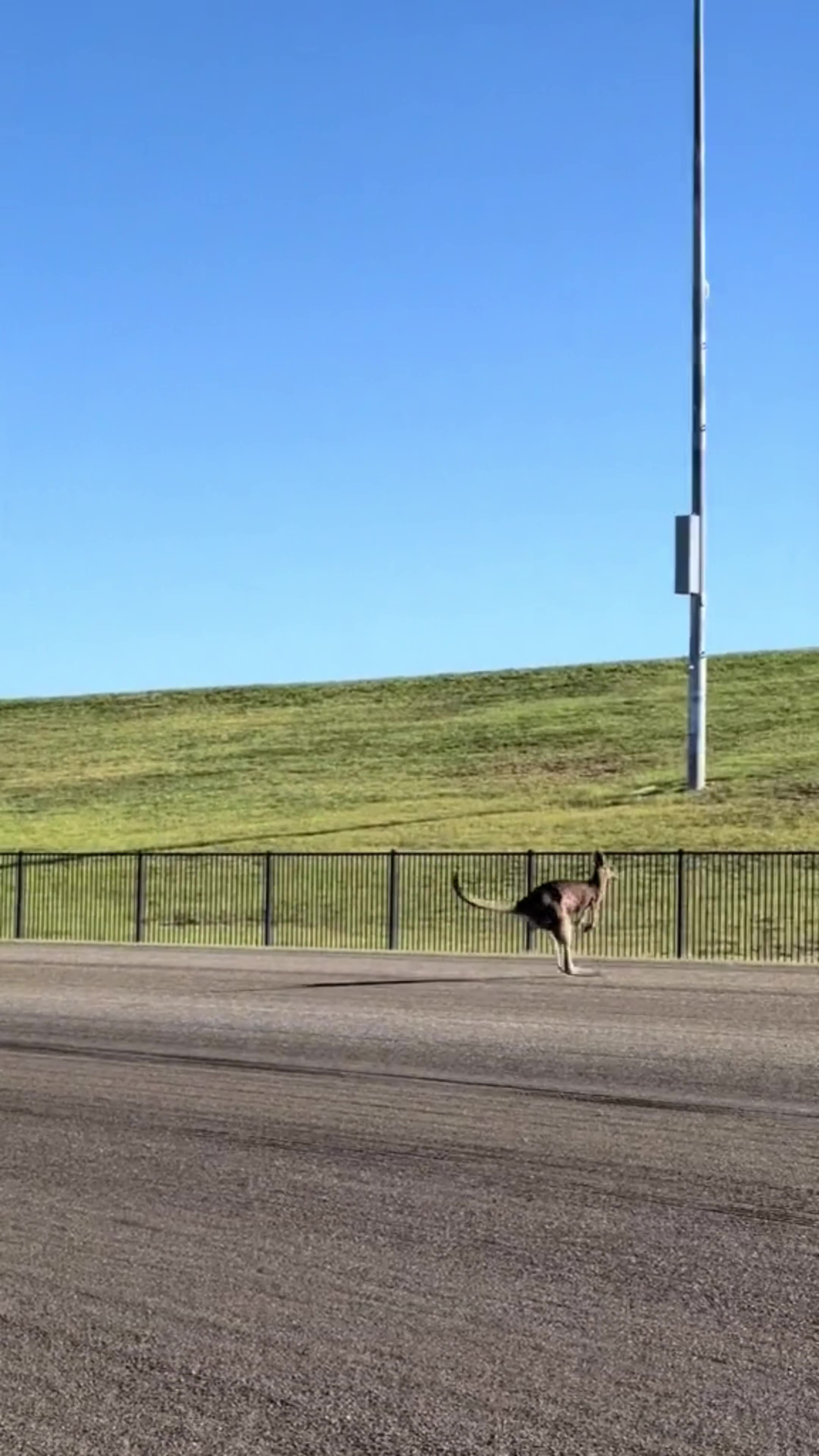 Kangaroo diaries only in Australia 😂😂❤️