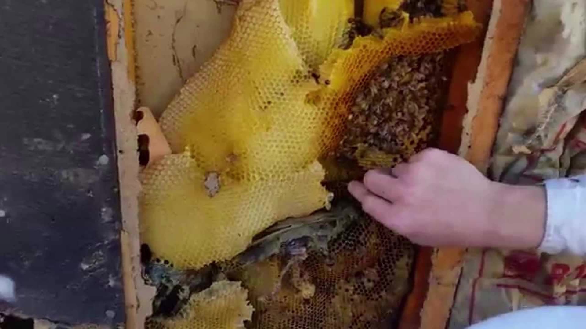 Real History with Melissa -- Ep. 123 - Bee here in case youre reading along - July 24, 2025