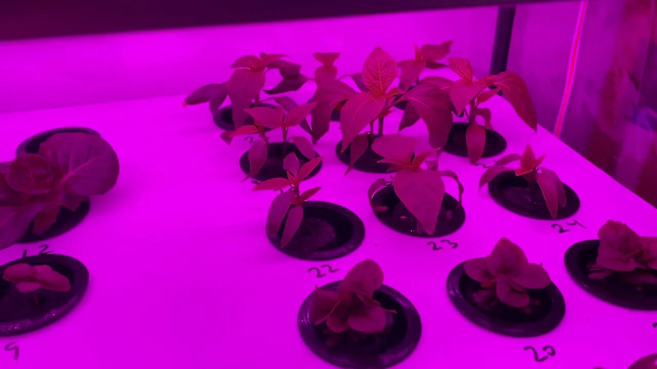 Kratky Hydroponics Seed Starting System Part Five