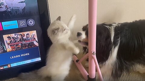 Giant Newfy Oversees Ragdoll Kitten Playing With Cavalier Pup