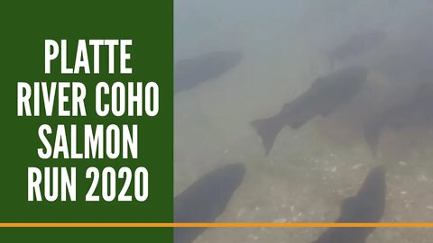 Platte River Coho Salmon Run 2020 / Michigan salmon fishing