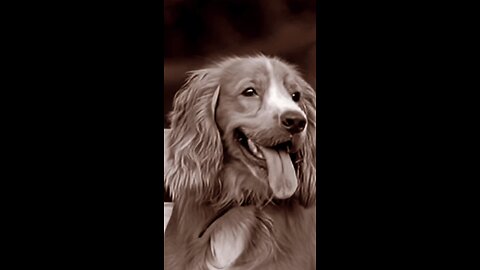 Rip tattoo dog petlover portrait