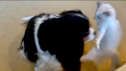 King Charles Cavalier And Ragdoll Kitten Playfully Spar