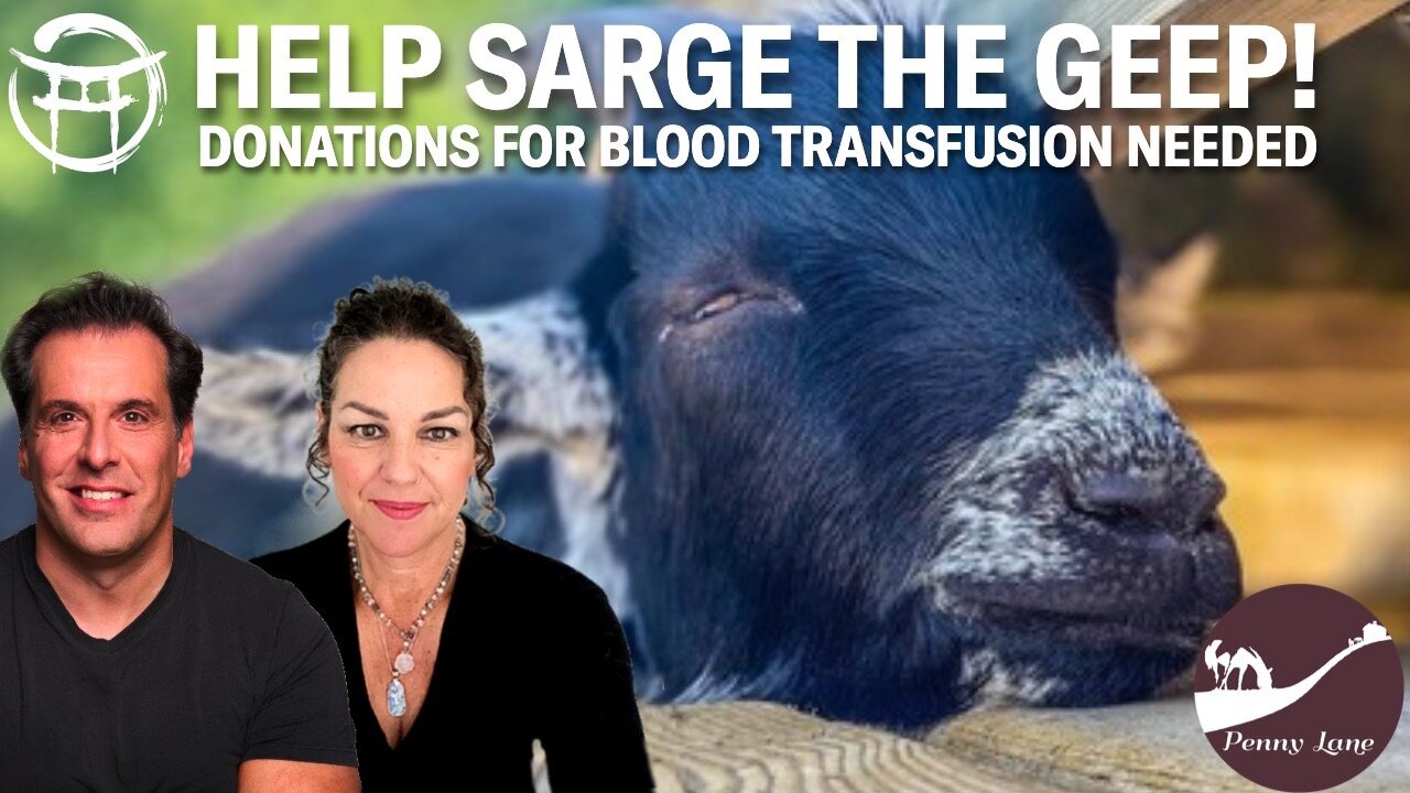 ♥️ LETS HELP SARGE THE GEEP!