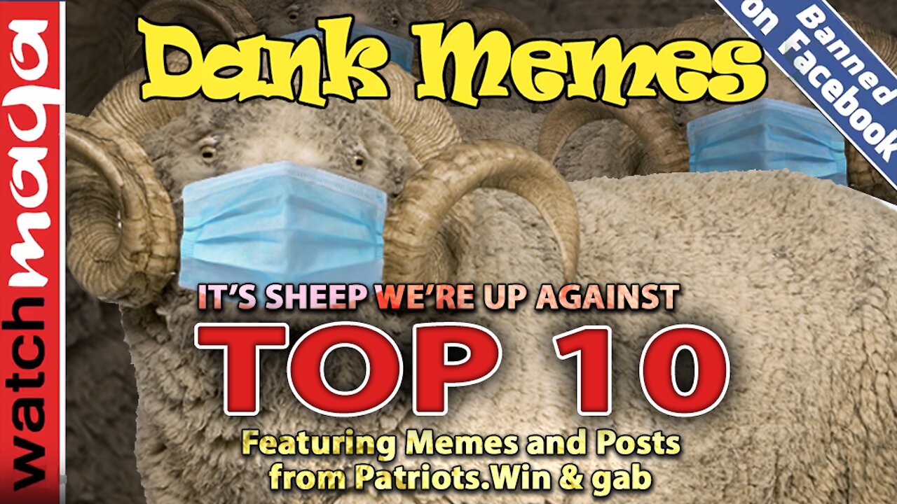 TOP 10 MEMES Its Sheep Were Up Against
