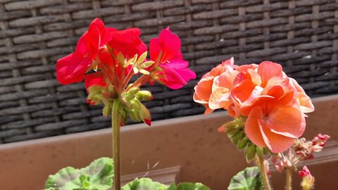 2 minutes of calm relaxation watching pretty summer Geranium flowers.