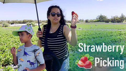 Strawberry Picking 2024