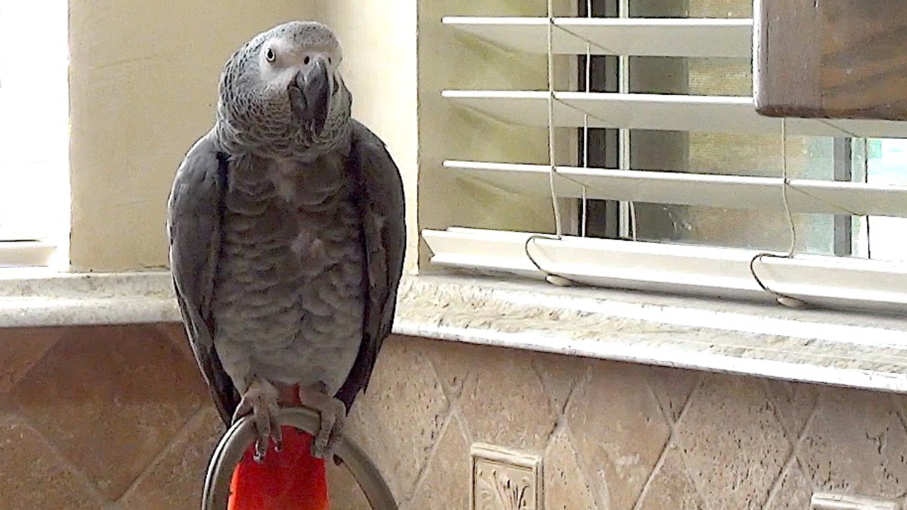 Talking parrot will let you know that youre all wet